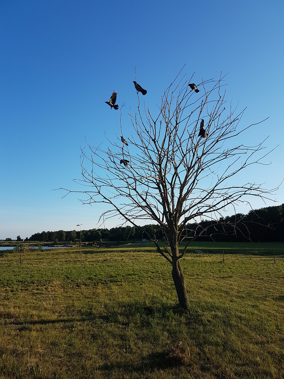 Image - bird branch bullfinch bush cold