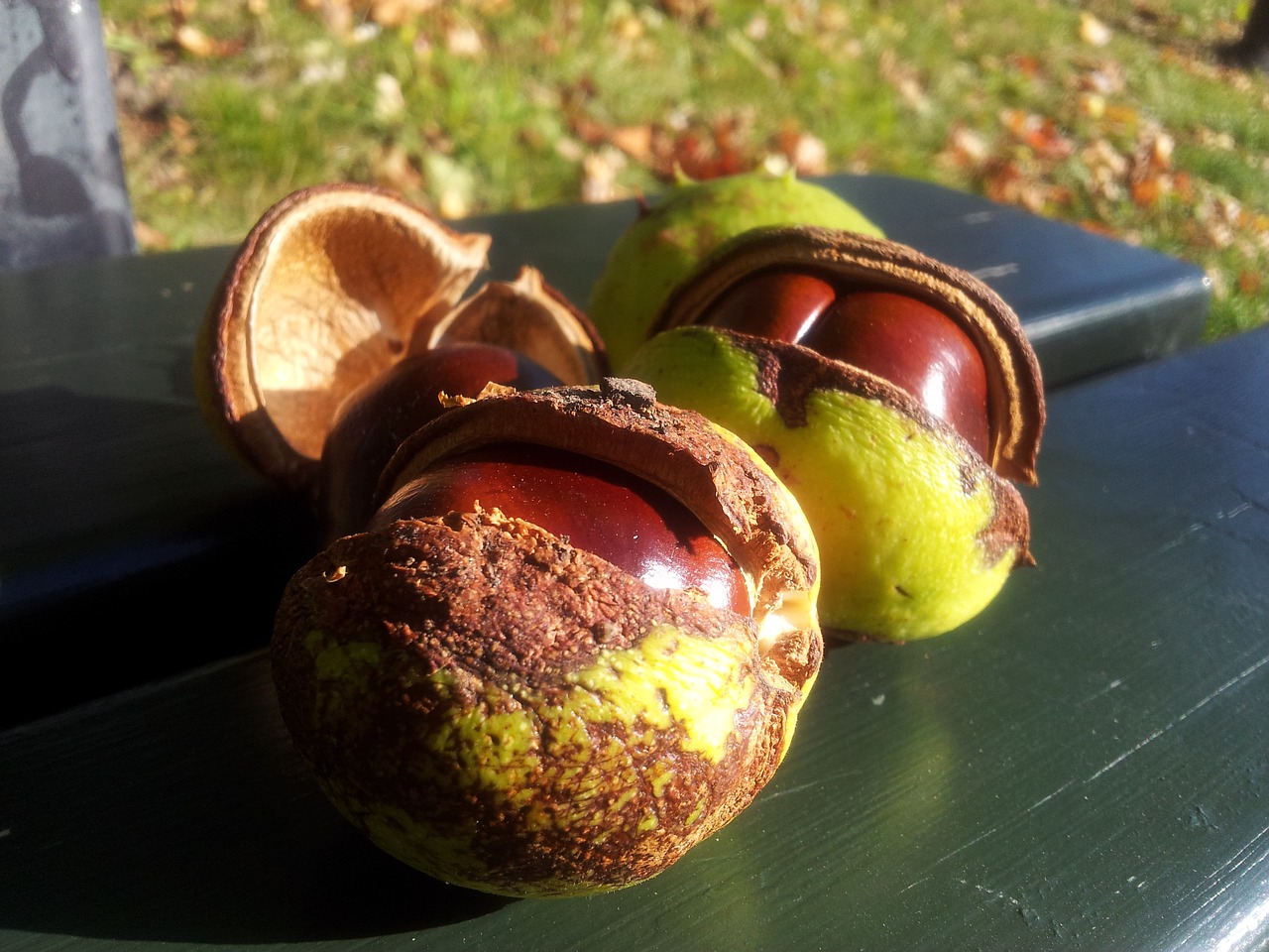 Image - chestnuts chestnut autumn cracked