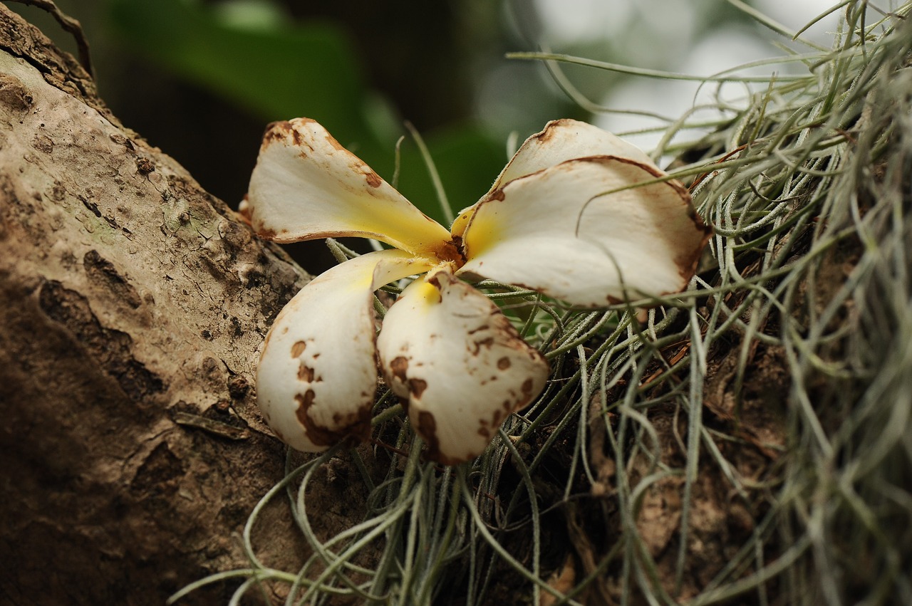 Image - white flower dried dry plant