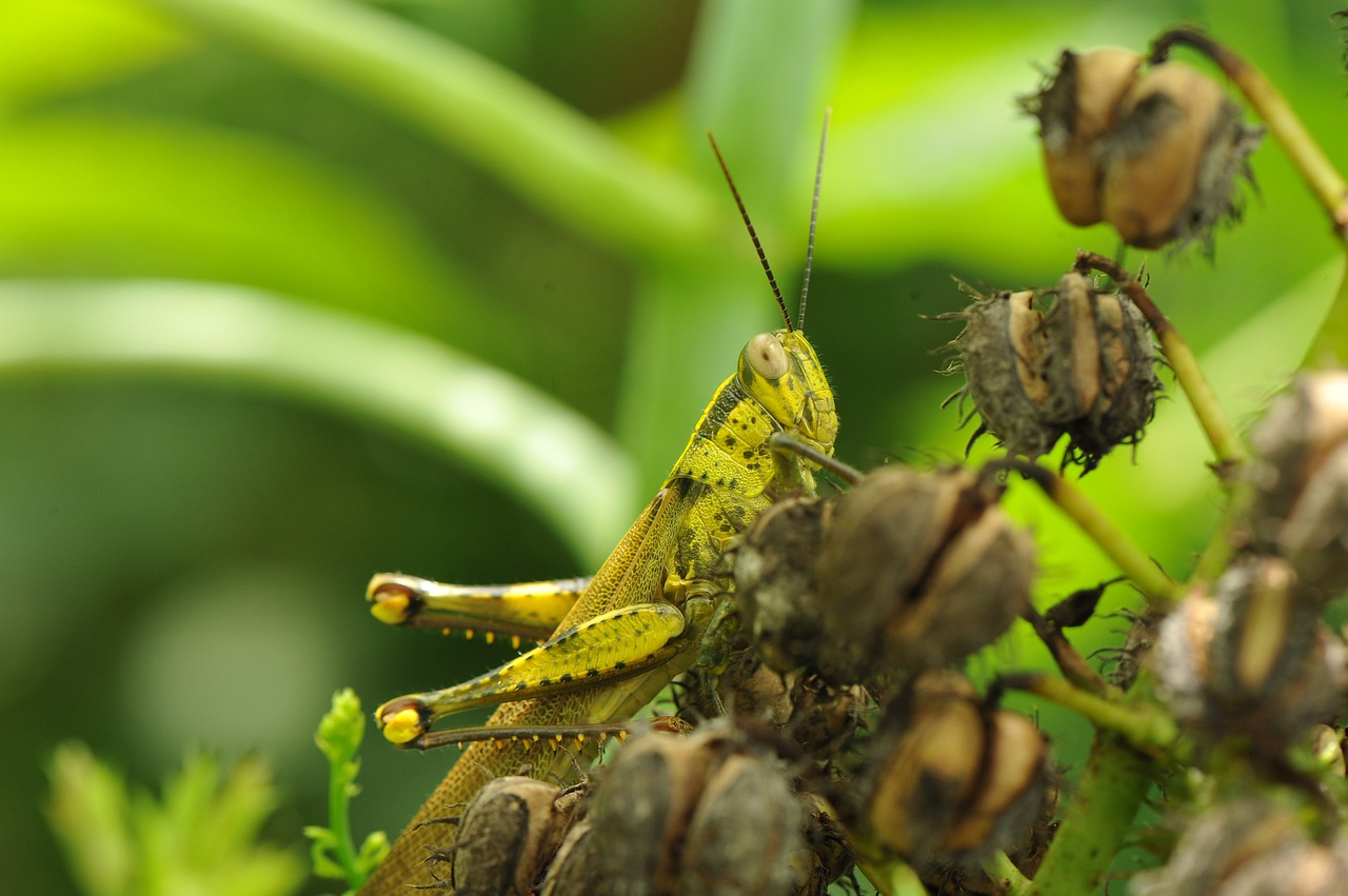 Image - grasshopper insect leaf summer