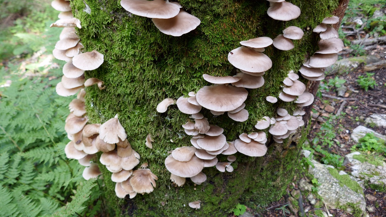 Image - tree moss nature fungal growth