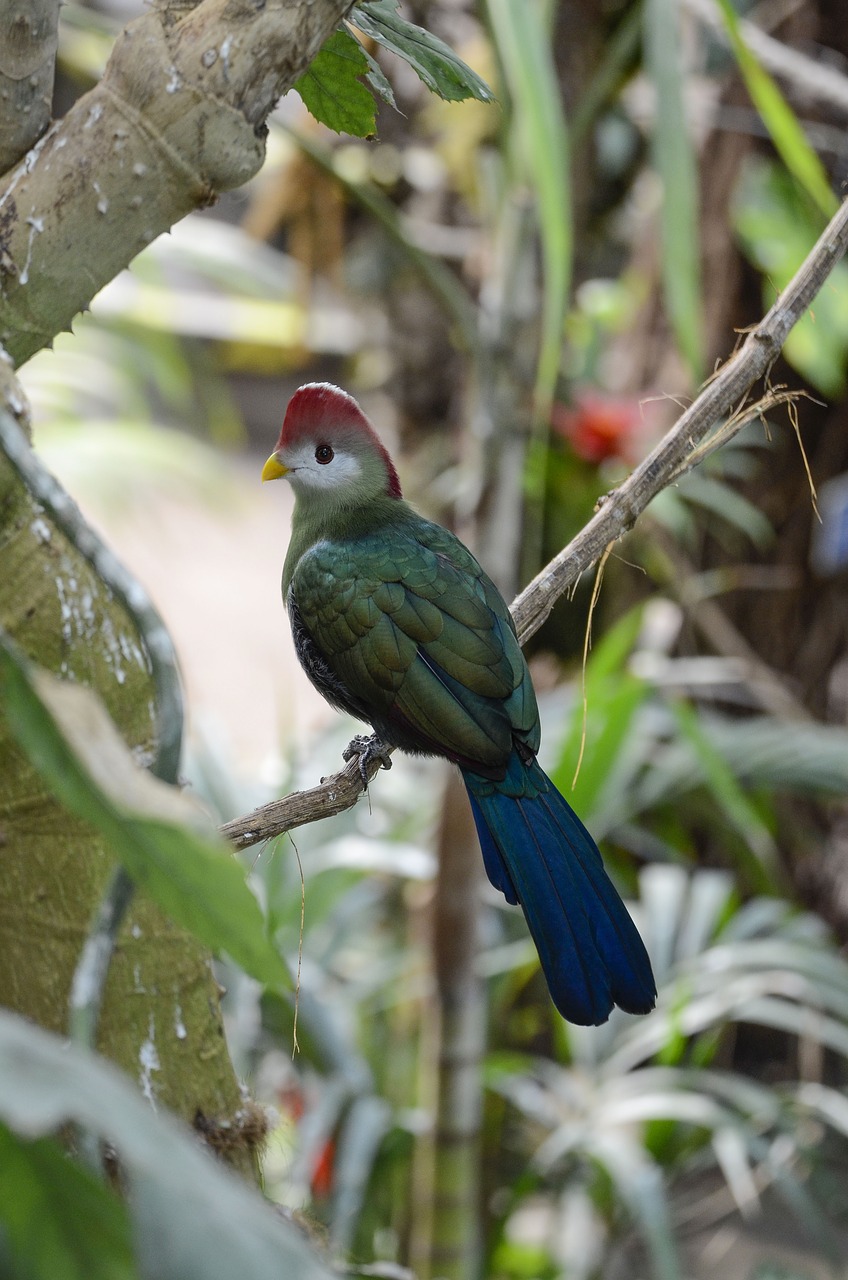 Image - tauraco erythrolophus rotschopfturako