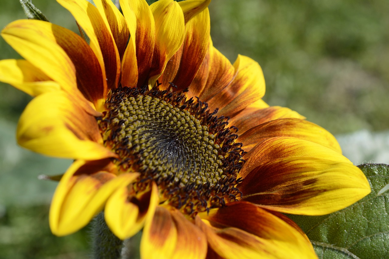 Image - sun flower flower blossom bloom