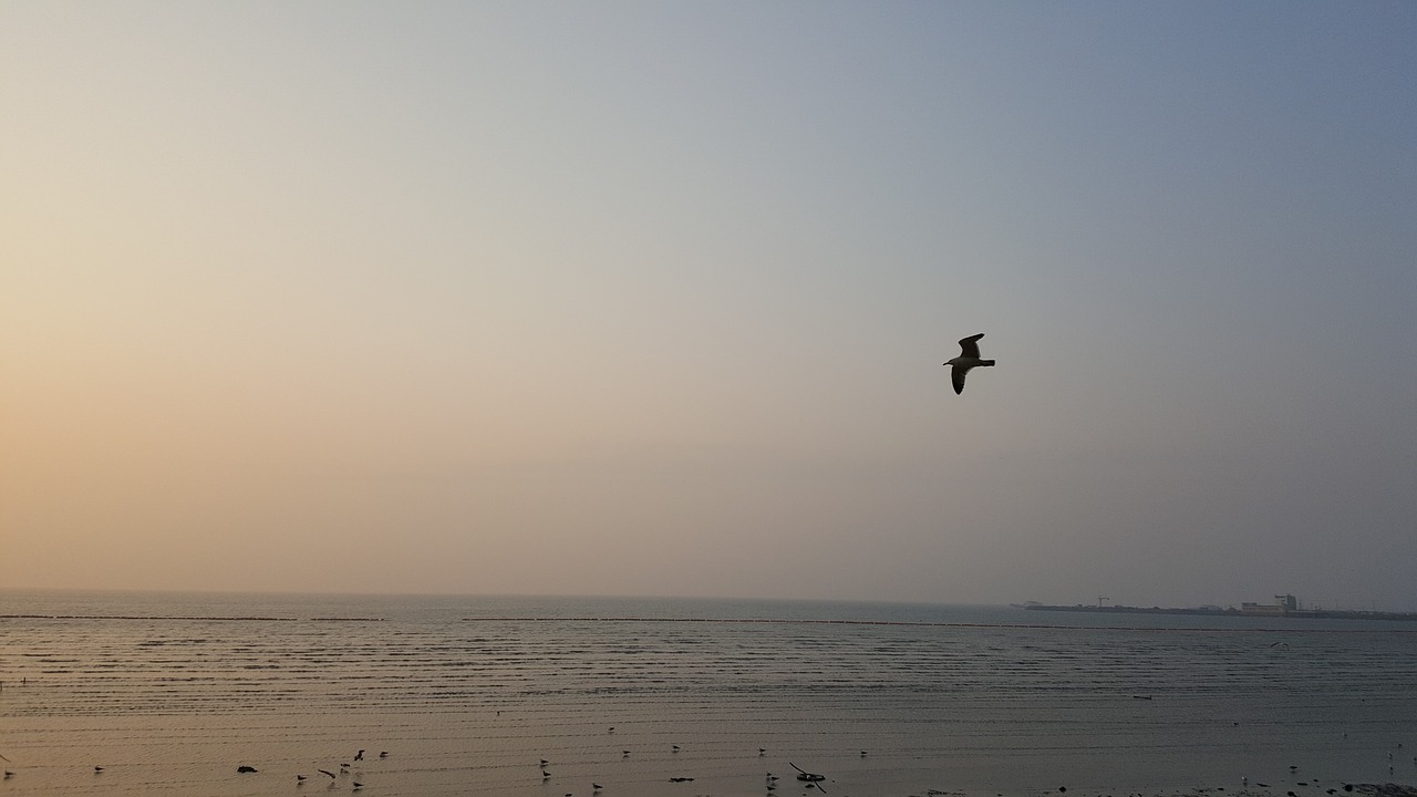 Image - west sea sunset seagull