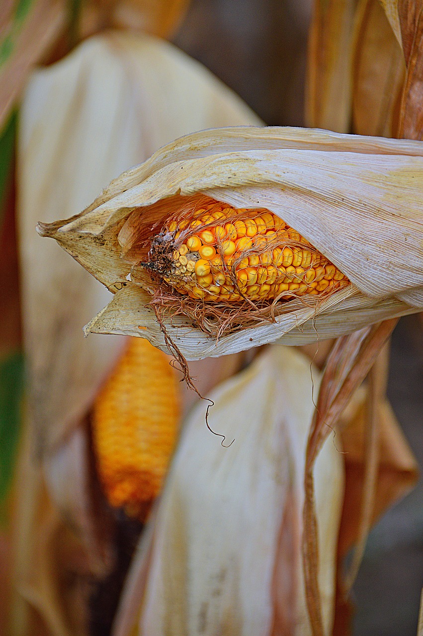 Image - corn crop produce plants mood