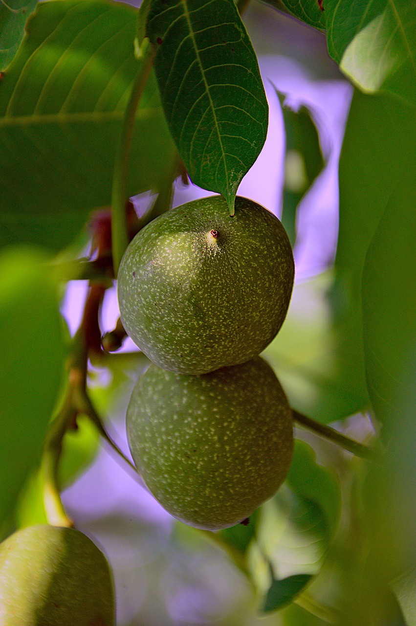 Image - green walnut autumn crop nature