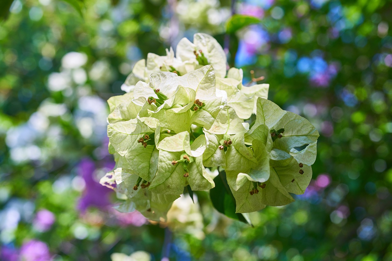 Image - flower spring close flower picture