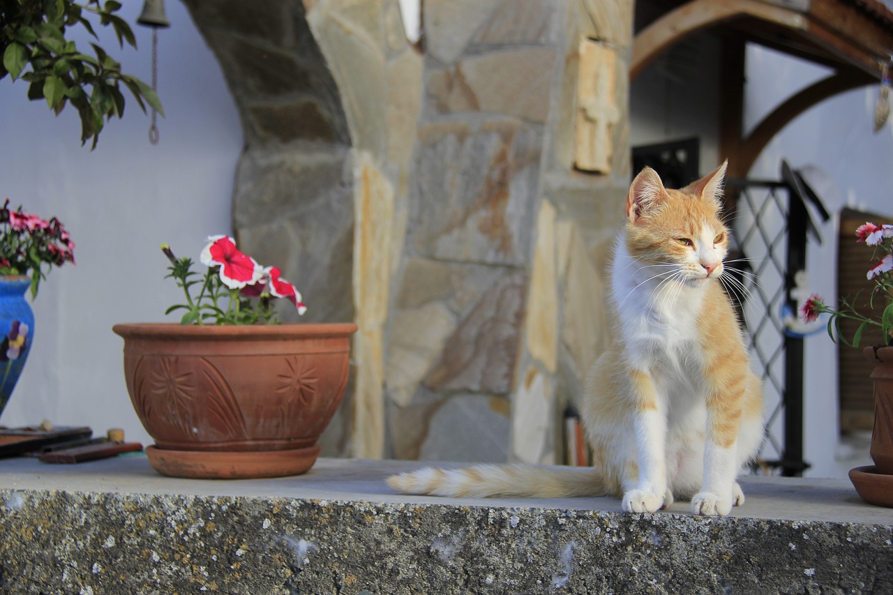 Image - karaman village north cyprus cat