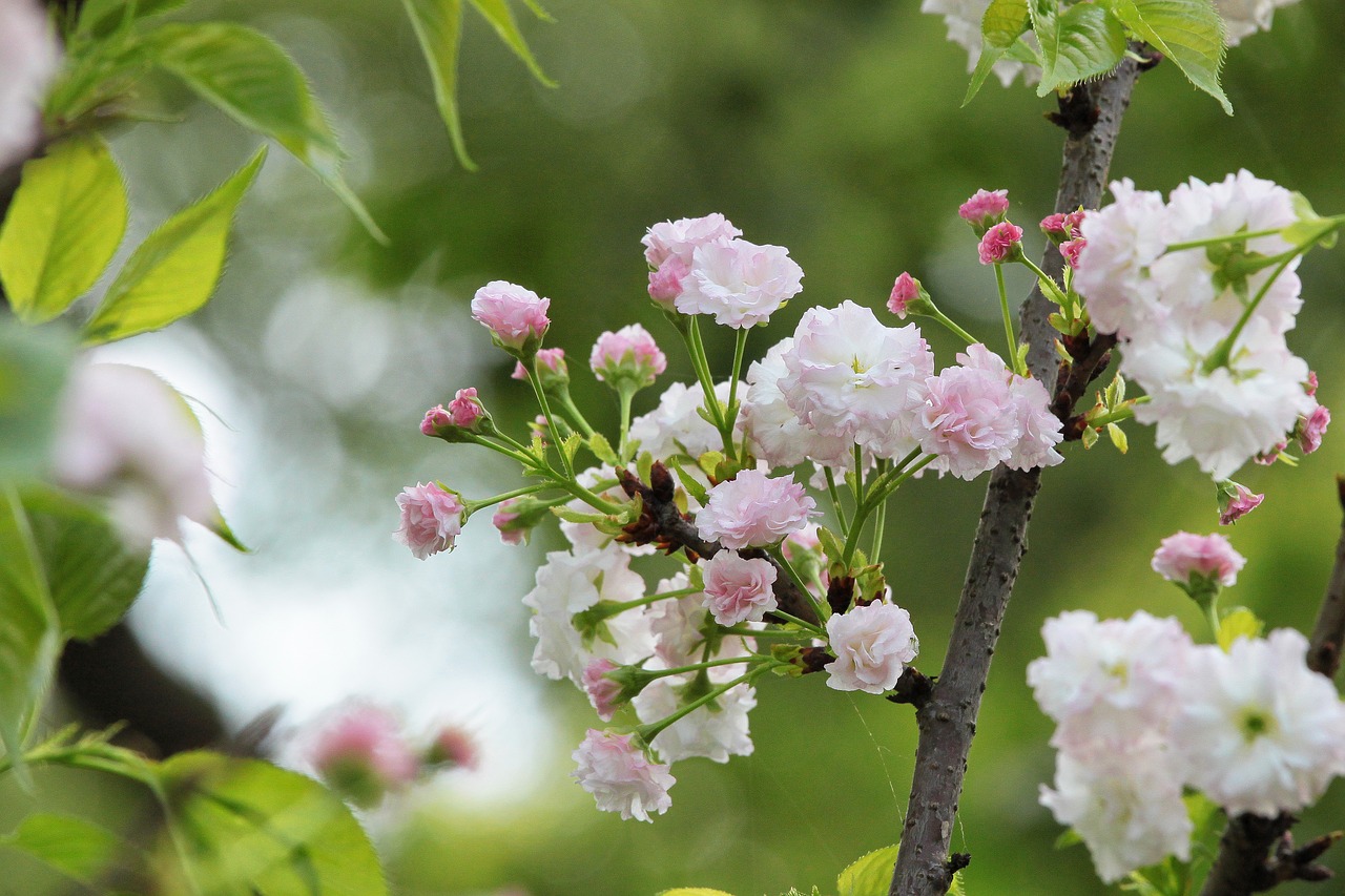 Image - plant cherry blossoms