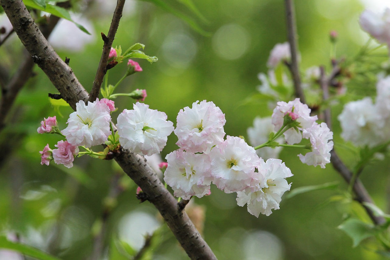 Image - plant cherry blossoms