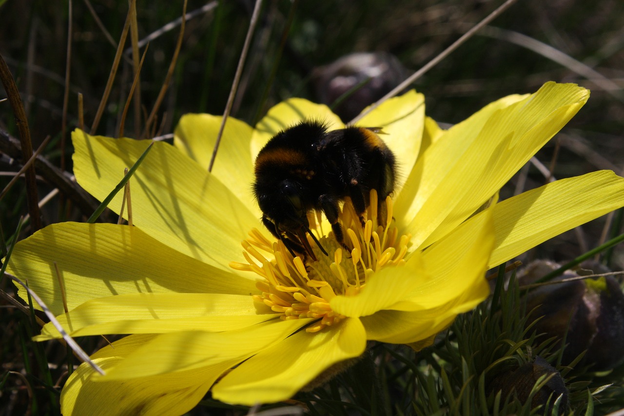 Image - bumble bee hlavacek flower