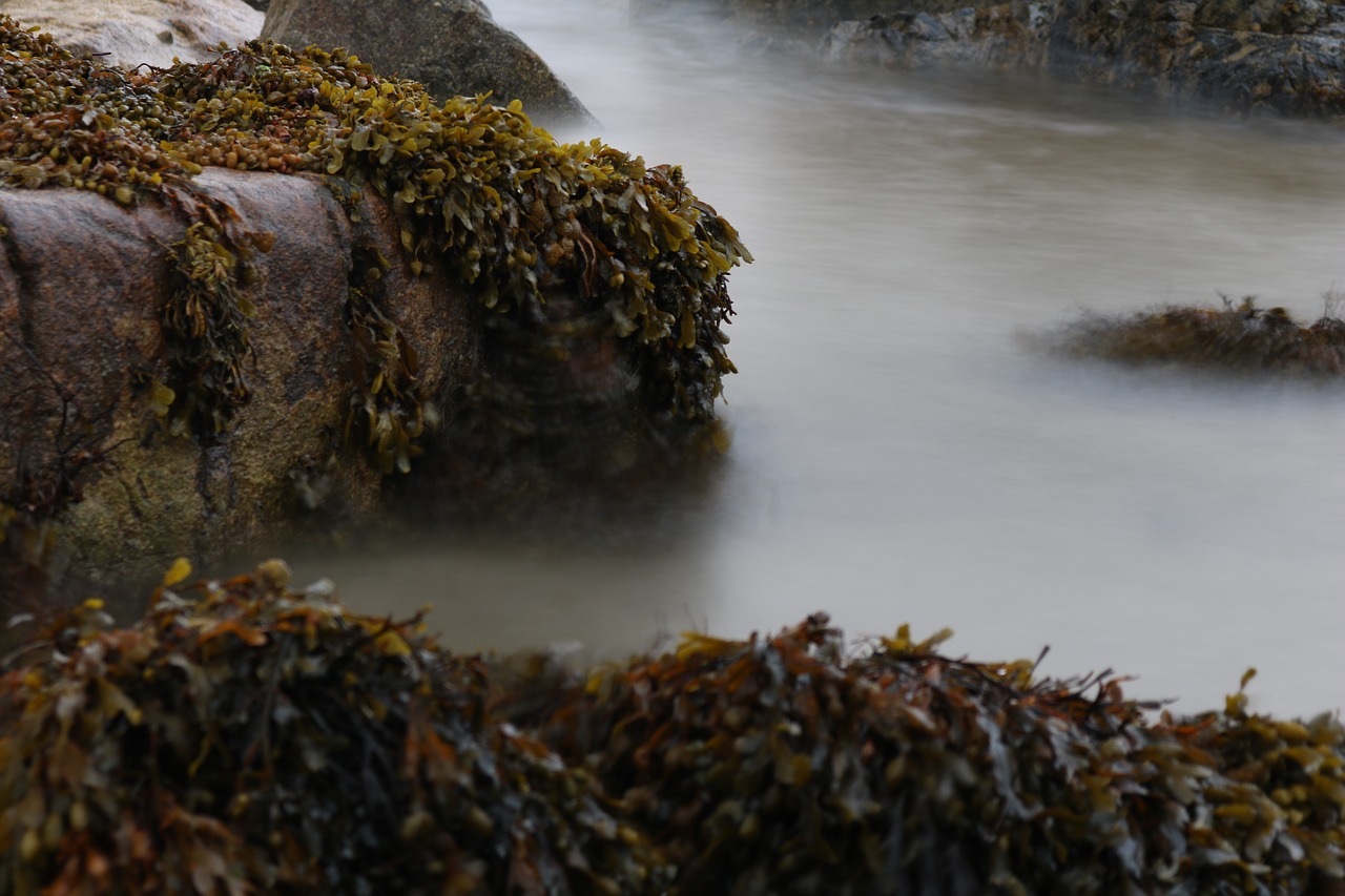 Image - seaweed rock sea water surf