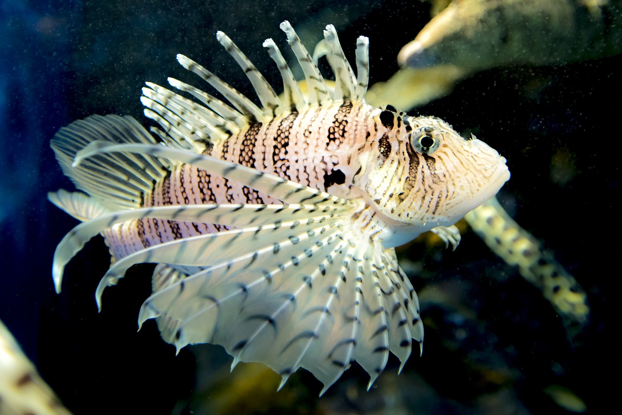 Image - aquarium coral fish marine spiky