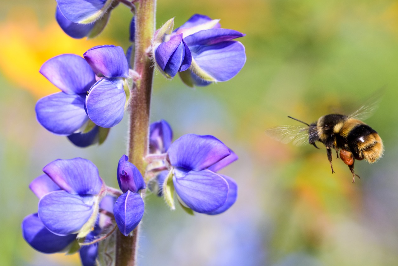 Image - flower bee hanging insect summer