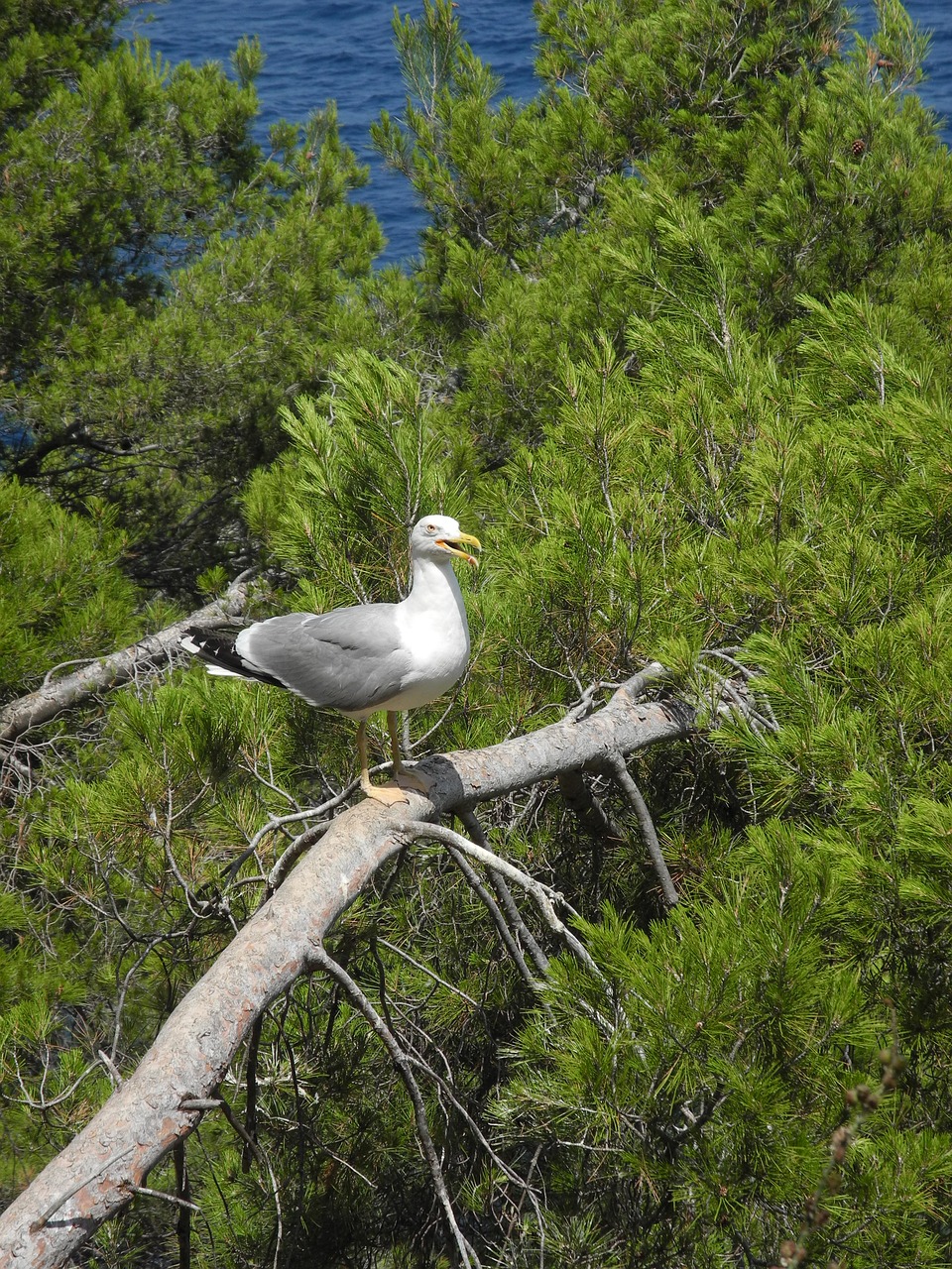 Image - gull l animal bird maritime nature