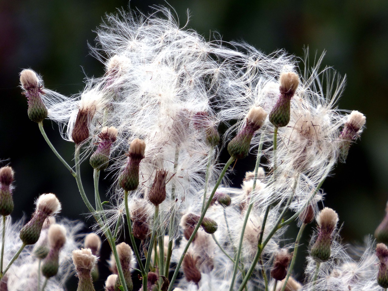 Image - herbs nature summer france flower