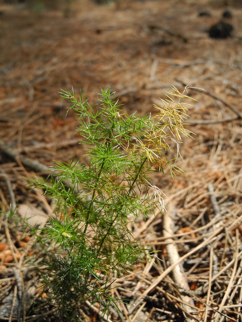 Image - plant young shoot points macro