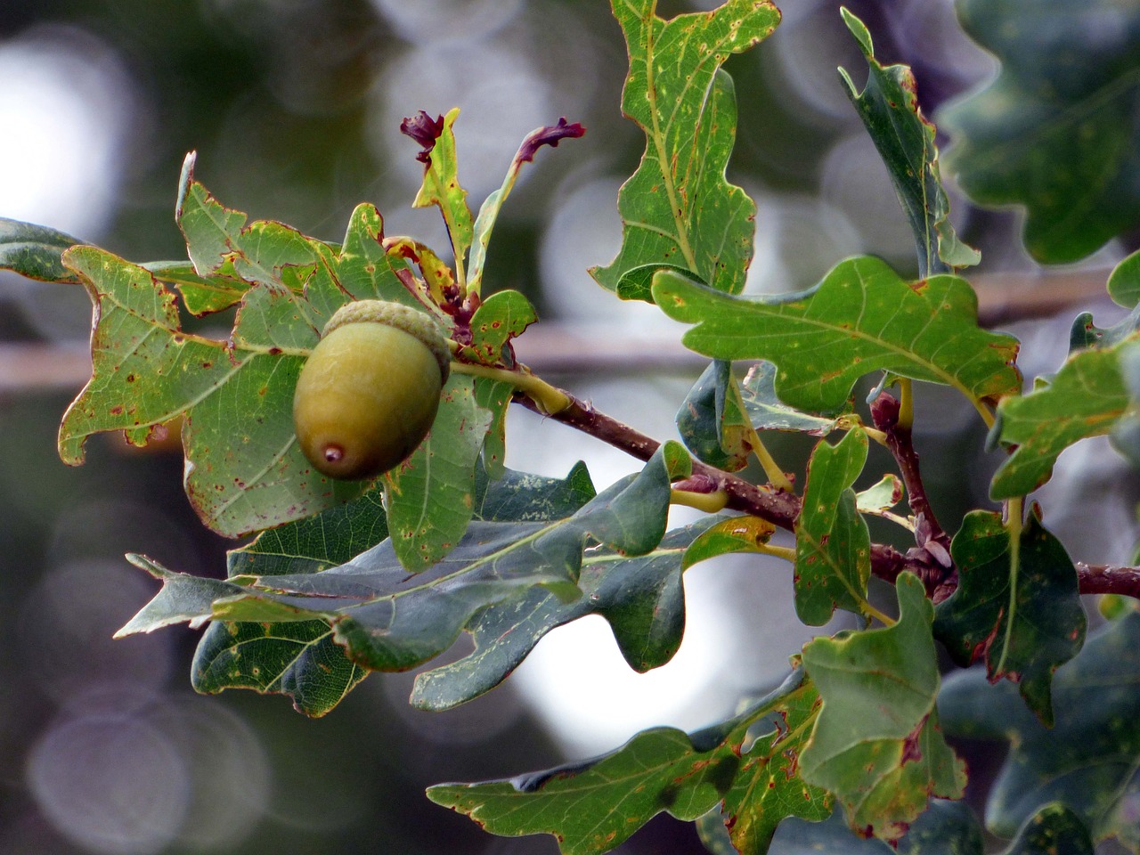 Image - forest oak tree acorns leaves