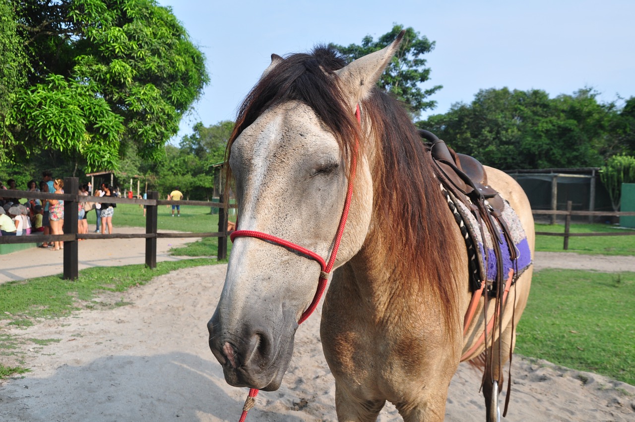 Image - horse mammal mount animal brown