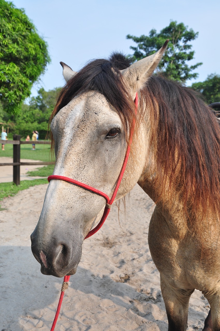 Image - horse mammal mount animal brown