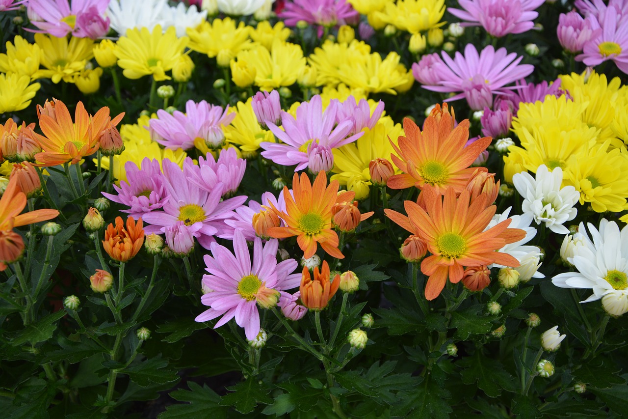 Image - flowers daisies colors purple