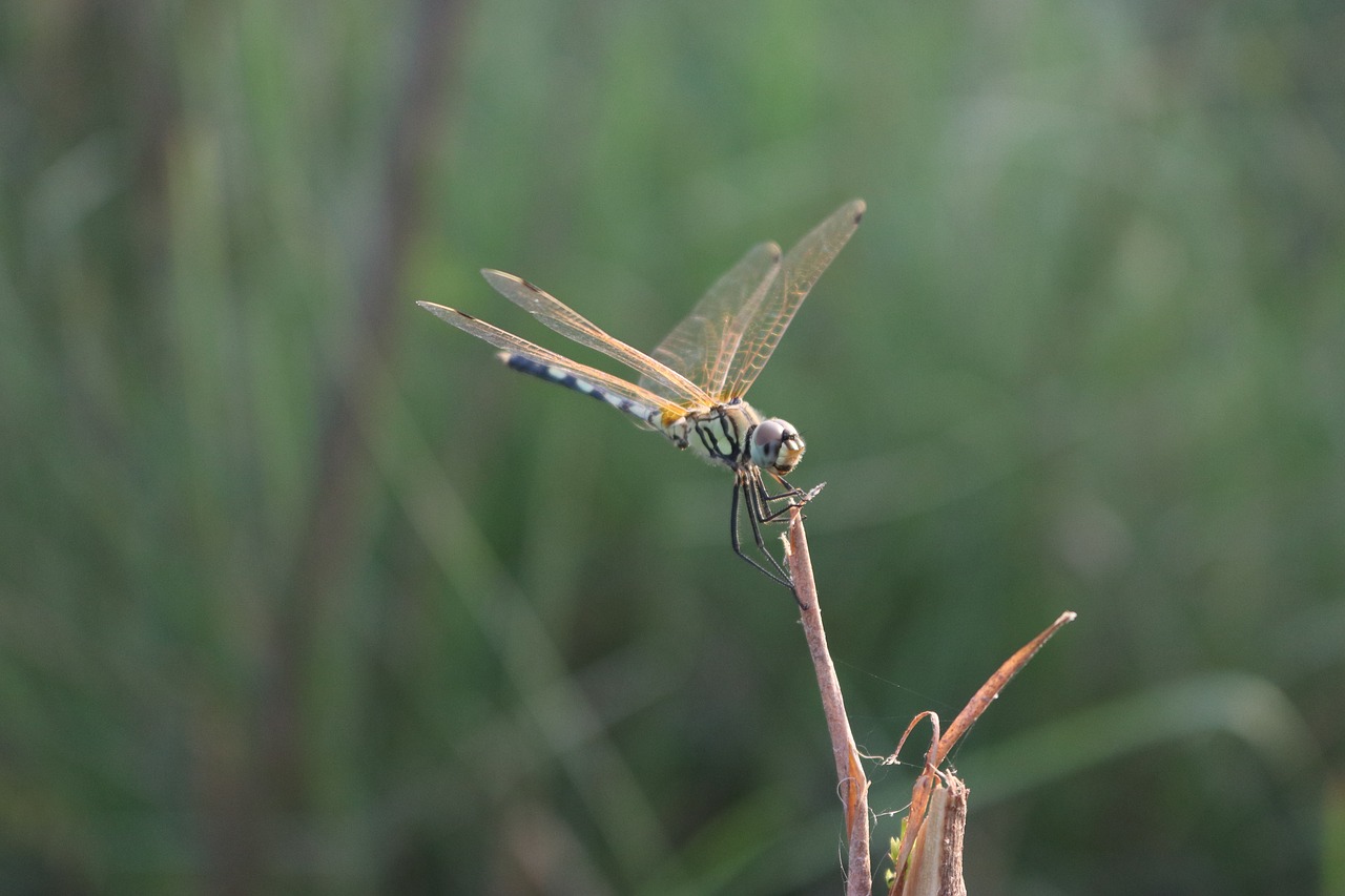 Image - dragonfly bug macro green insect