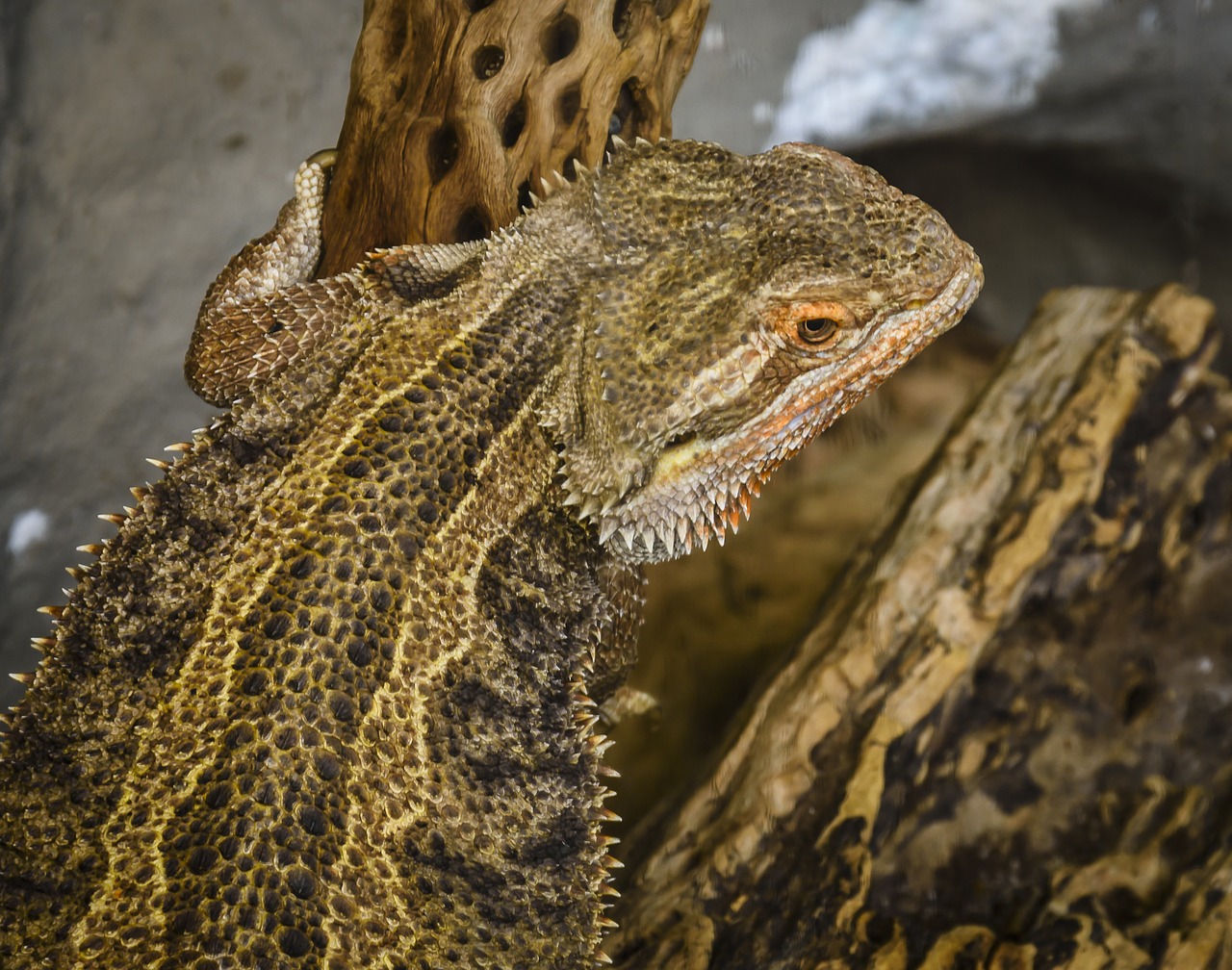 Image - lizard brown reptile fauna