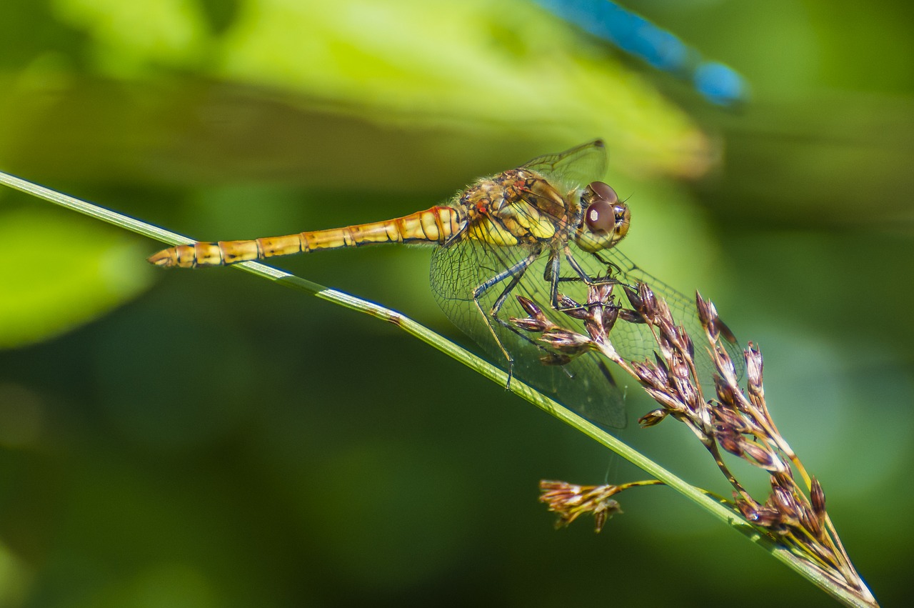 Image - dragonfly odonata wildlife fauna