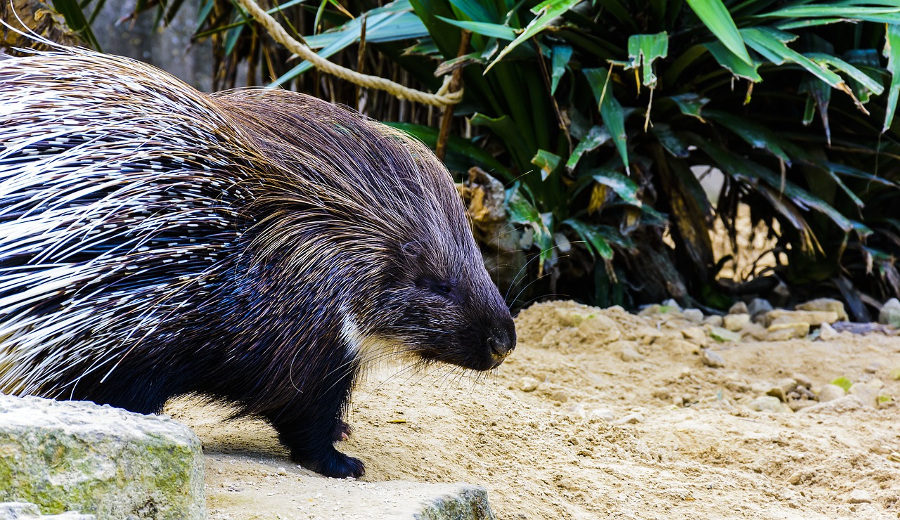 Image - porcupine animal prickly quills