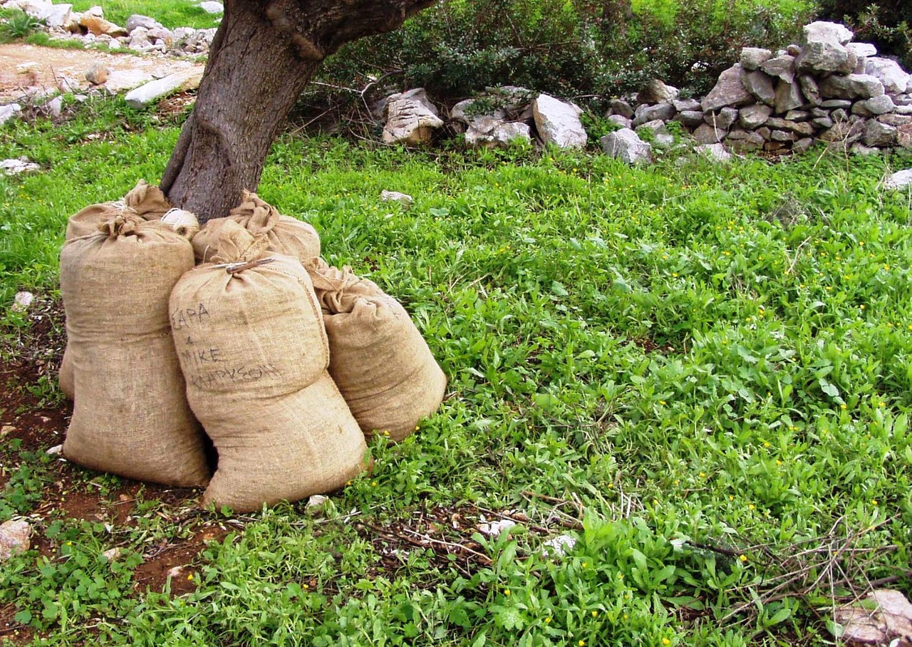 Image - olives harvest sacks grove