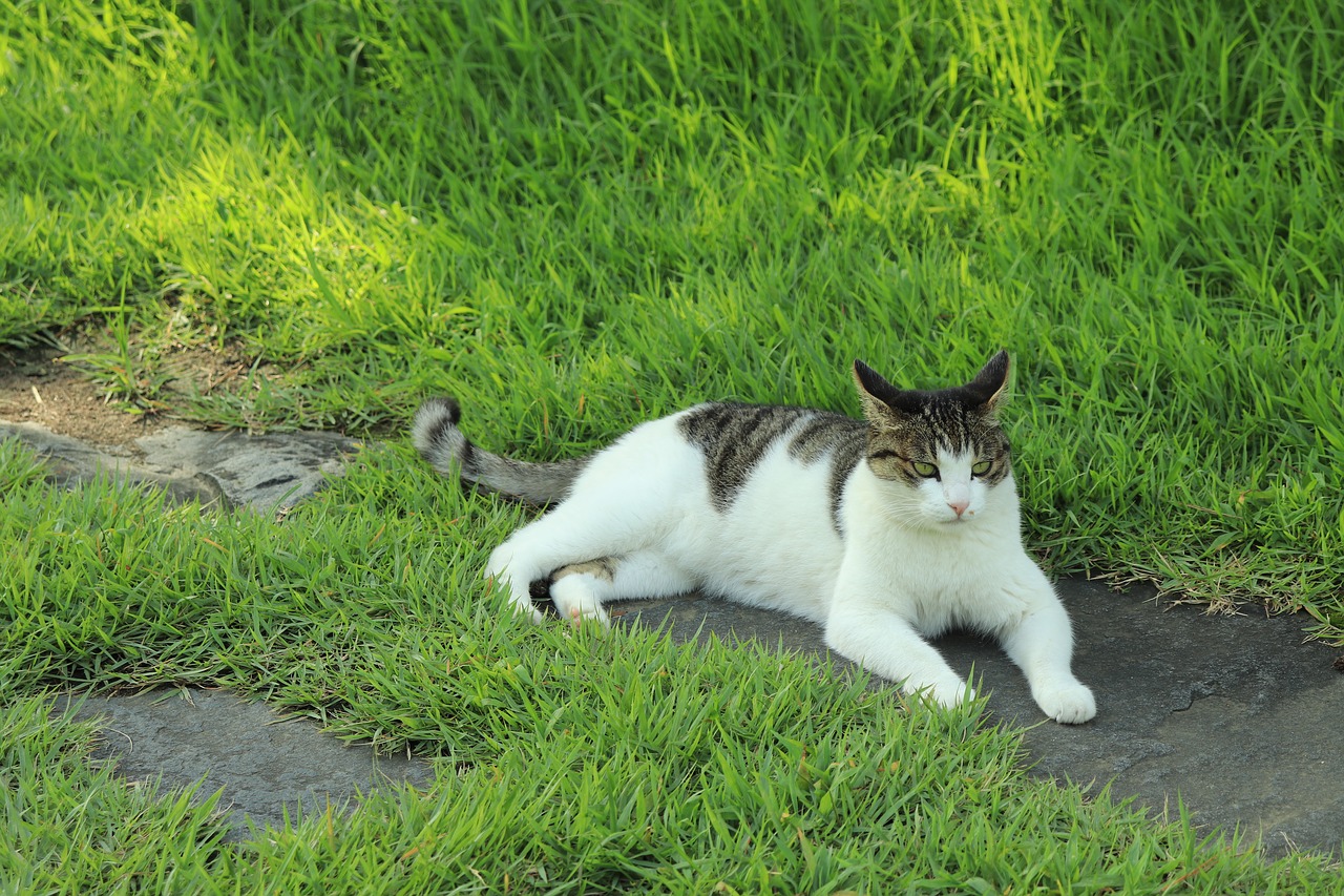 Image - cat animal pet grass green rest