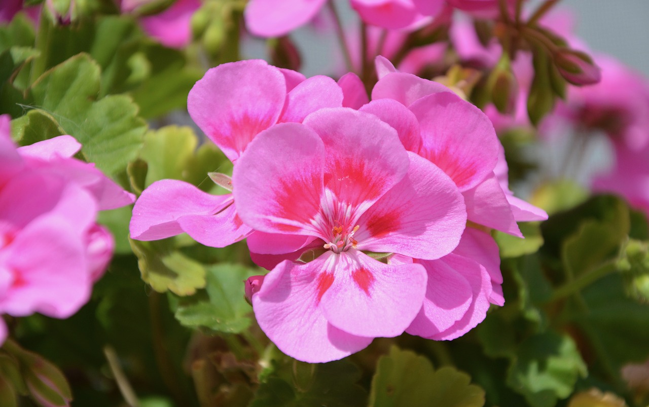 Image - flowers rose geranium flowers were