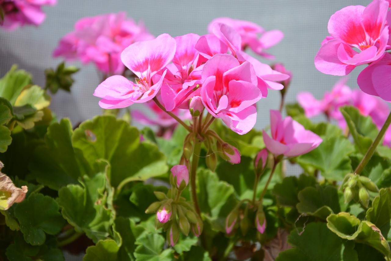 Image - flowers color pink geranium