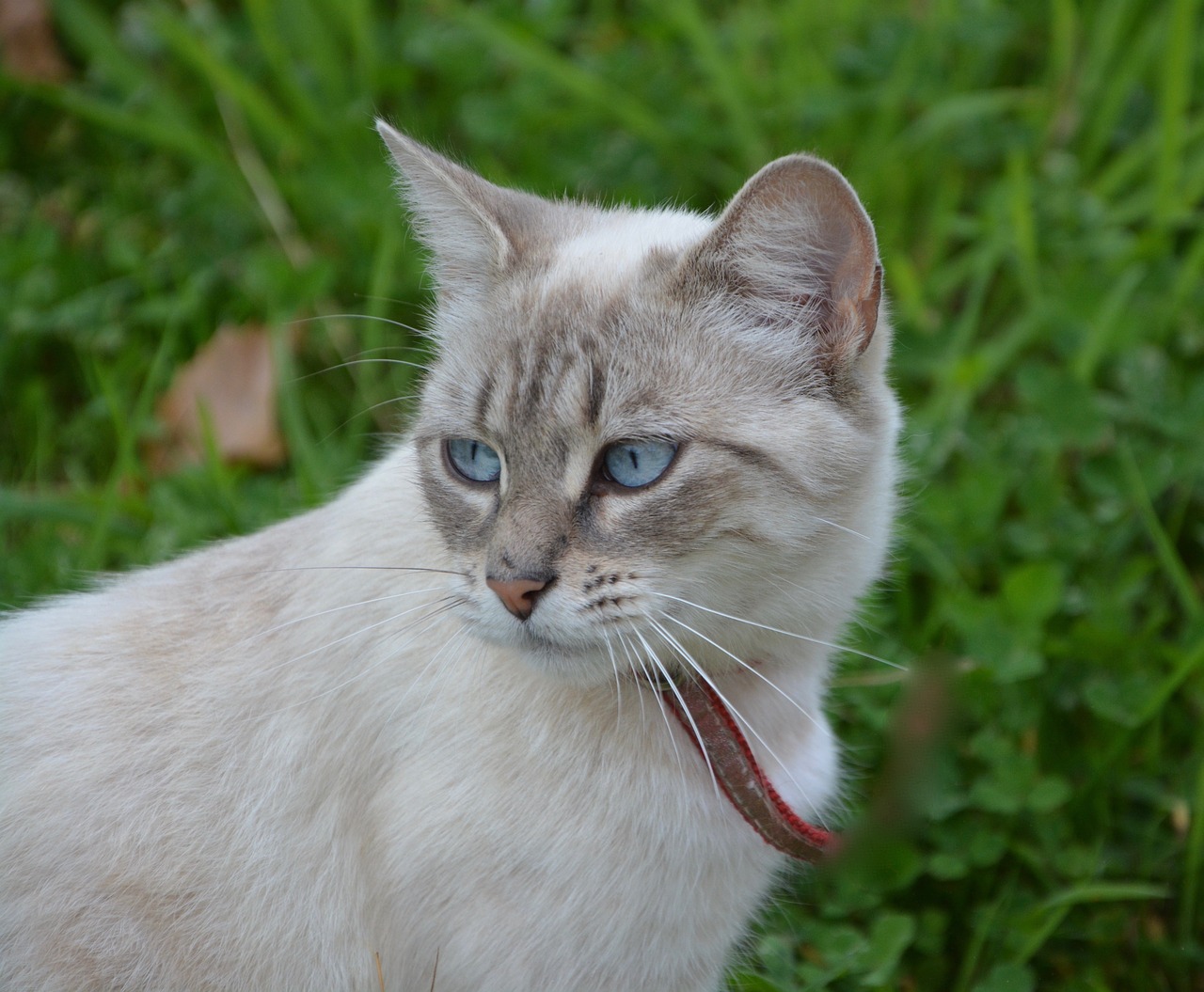 Image - cat pussy female look blue eyes