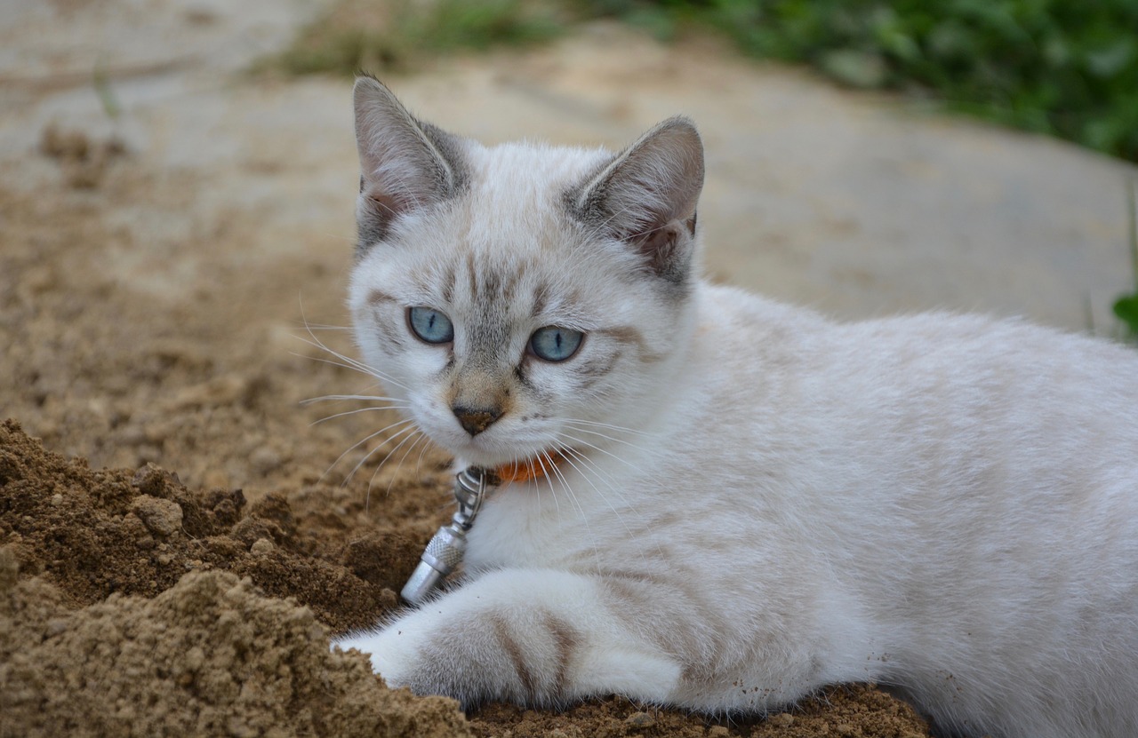 Image - kitten blue eyes look feline dig