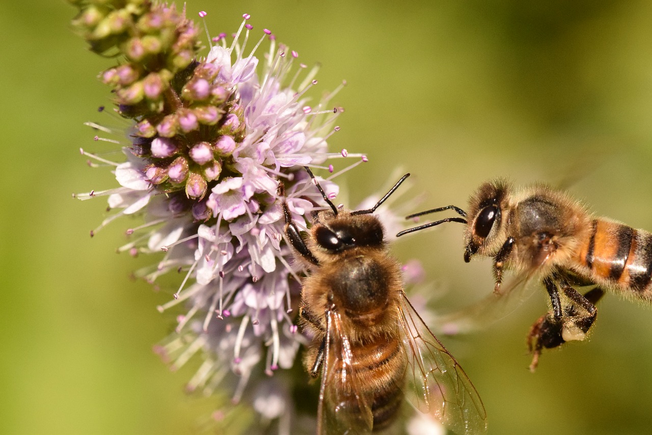 Image - bees forage macro flower insect