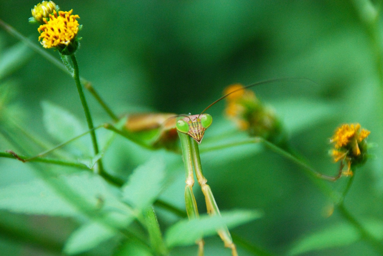 Image - mantis insect bug animal nature