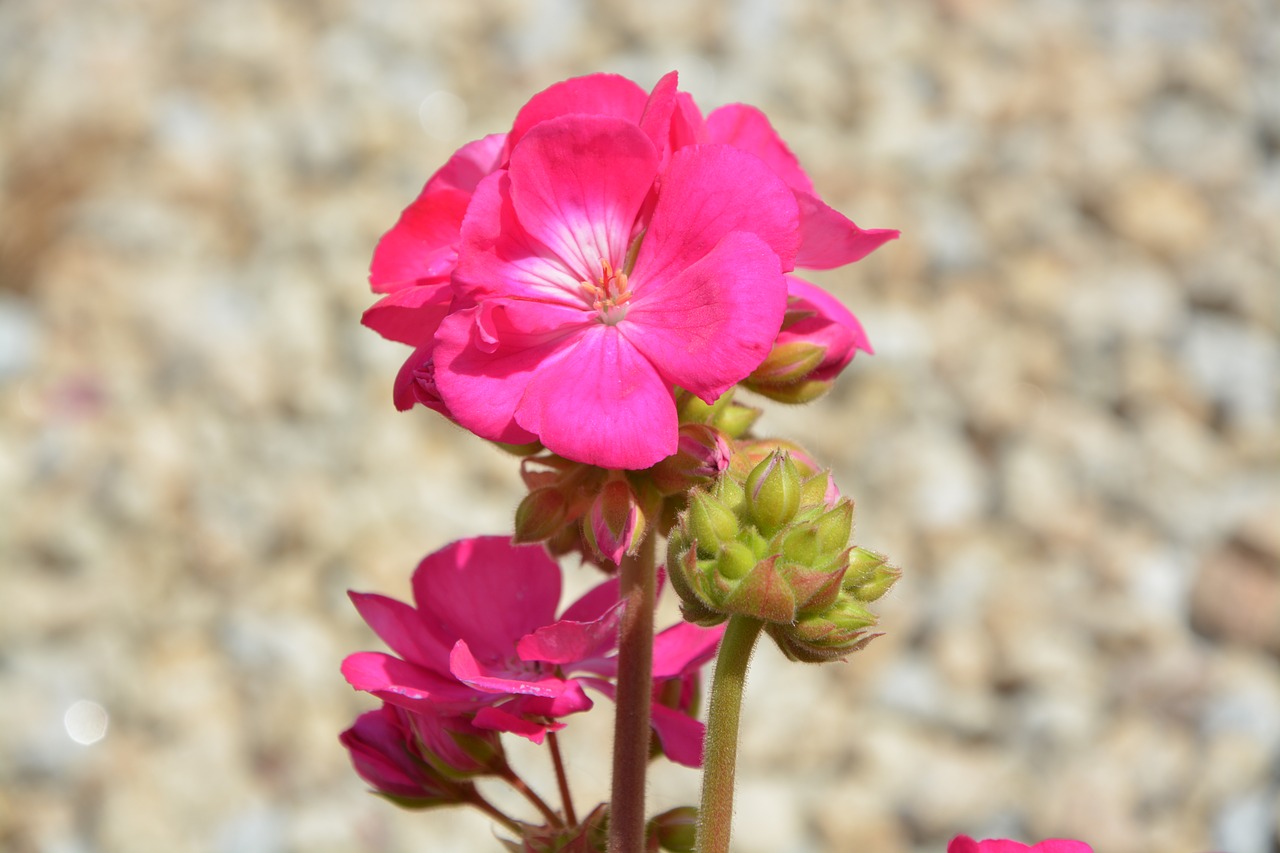 Image - geranium pink flowers flowered buds