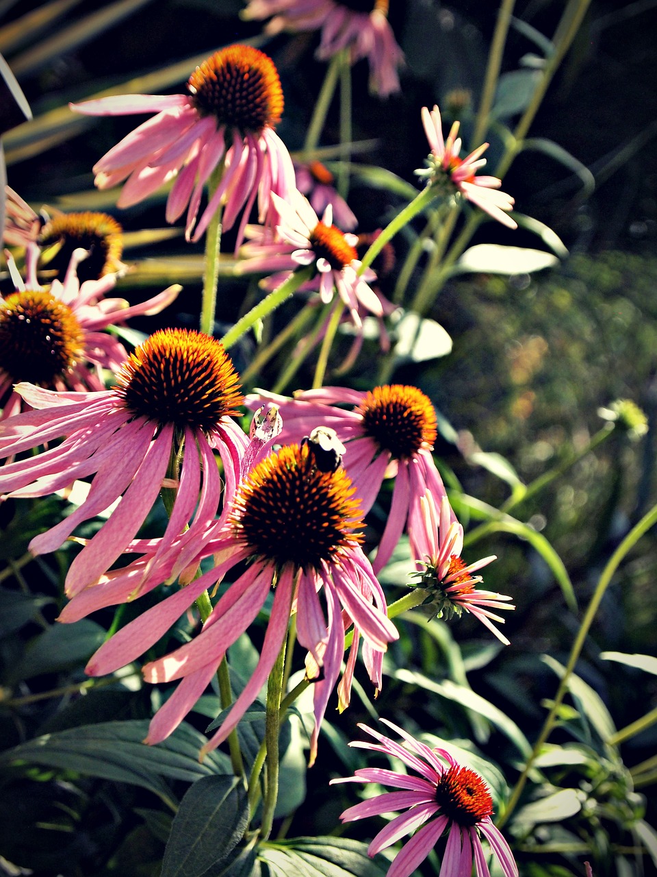 Image - bee bees flower nature bumble bee