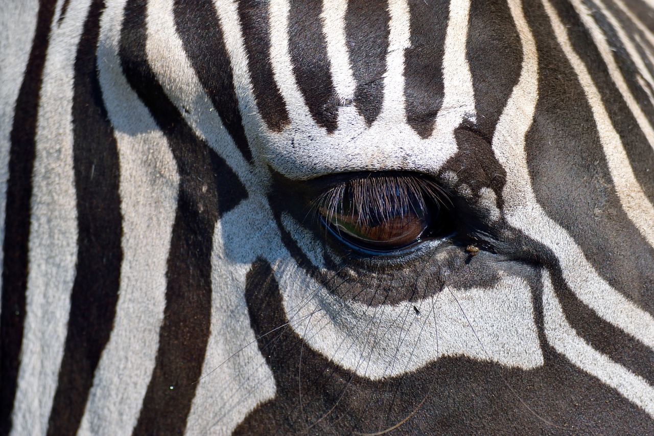 Image - zebra animal wildlife black white