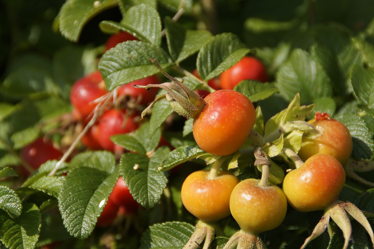 Image - rose hip heck roses roses fruits