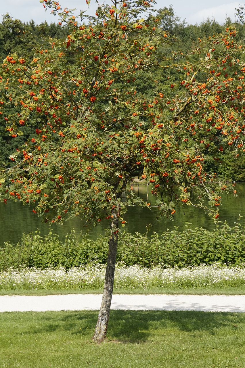 Image - mountain ash rowan ash tree red