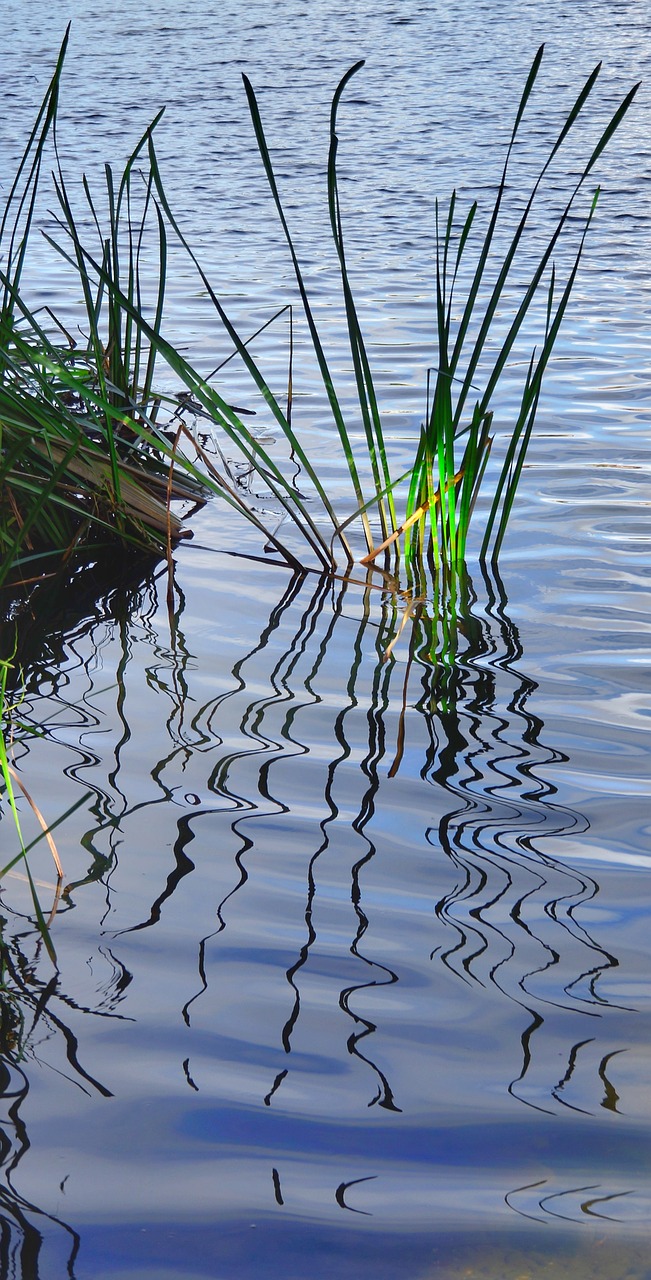 Image - river grass reflection spain