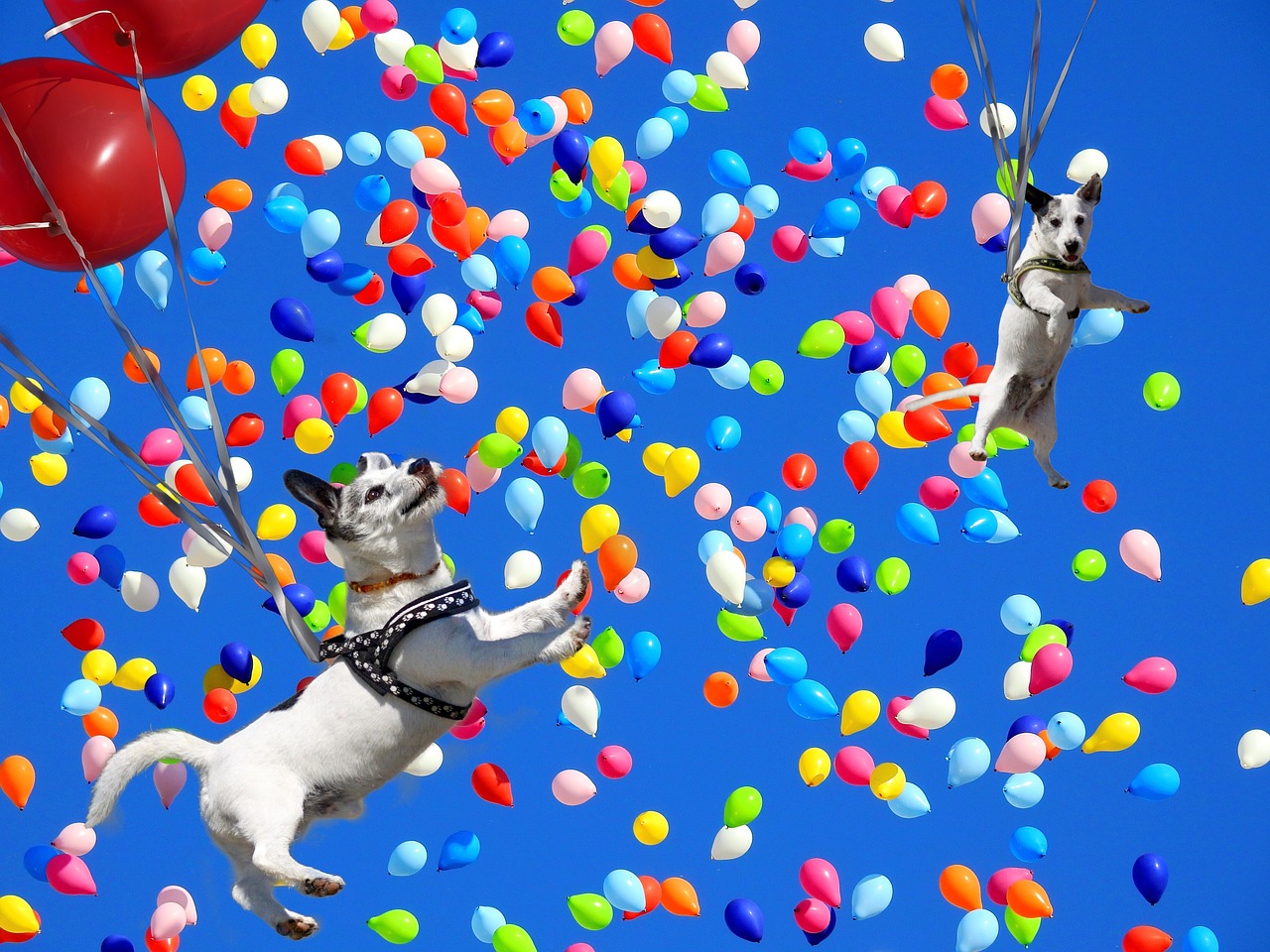 Image - spassfototo dog balloons colorful