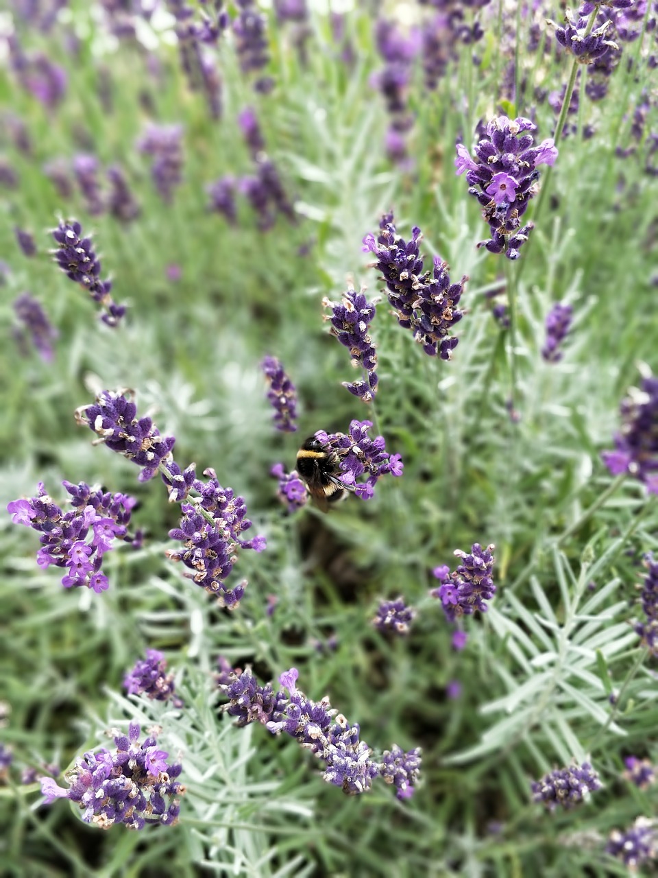 Image - bumble bee flower insect nature