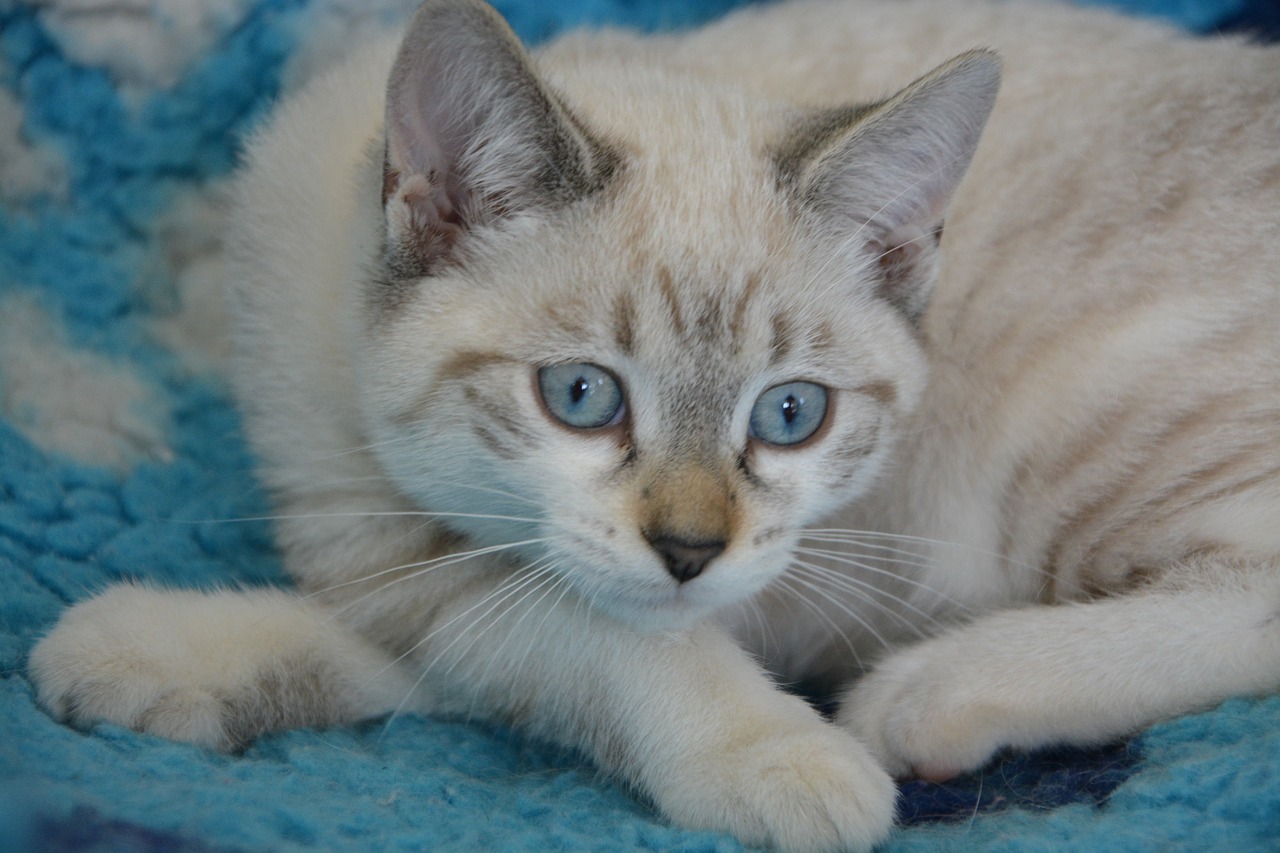 Image - cat pussy domestic animal