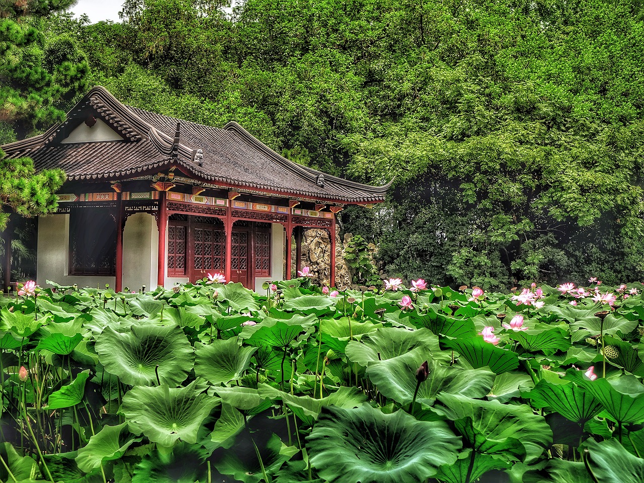 Image - lotus flower leaves pink summer
