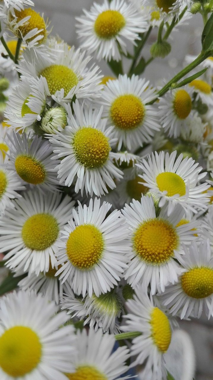 Image - flowers nature plants summer