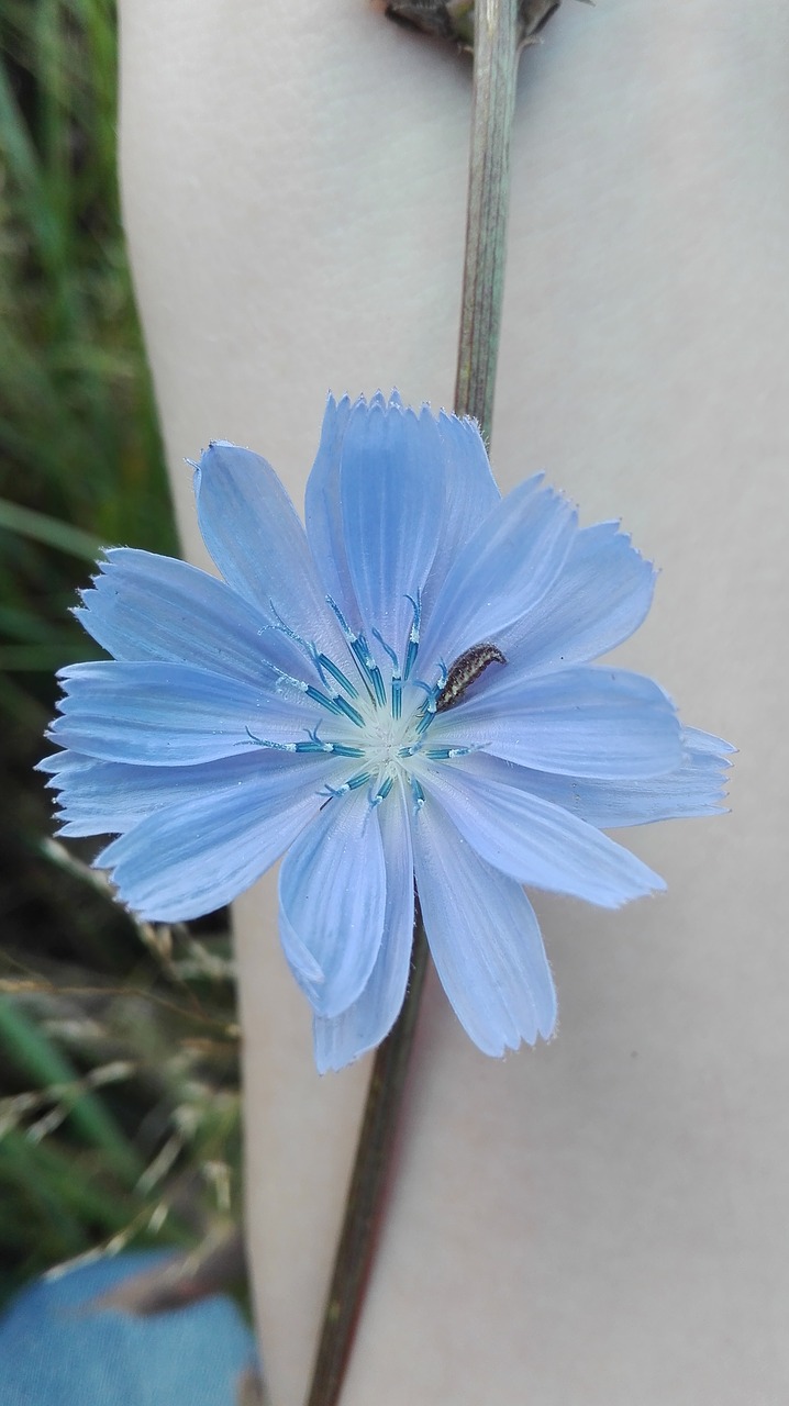 Image - chicory plants flowers nature