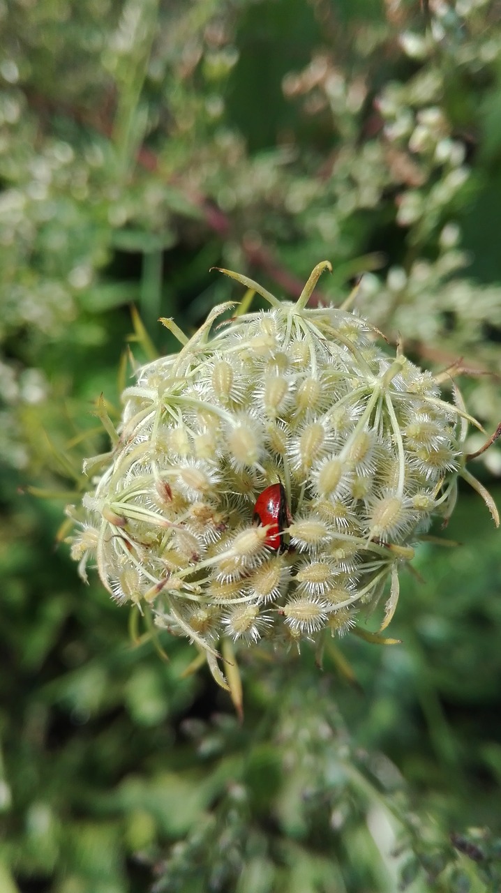 Image - nature insects of god ladybug